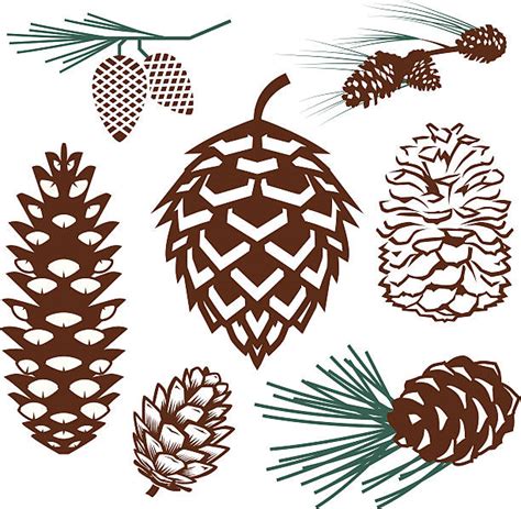 5,000+ Cartoon Of Pinecone Stock Illustrations, Royalty.